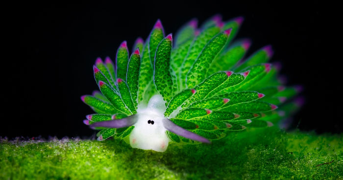This Adorable Sea Slug Eats Algae And Can Photosynthesize | Bored Panda