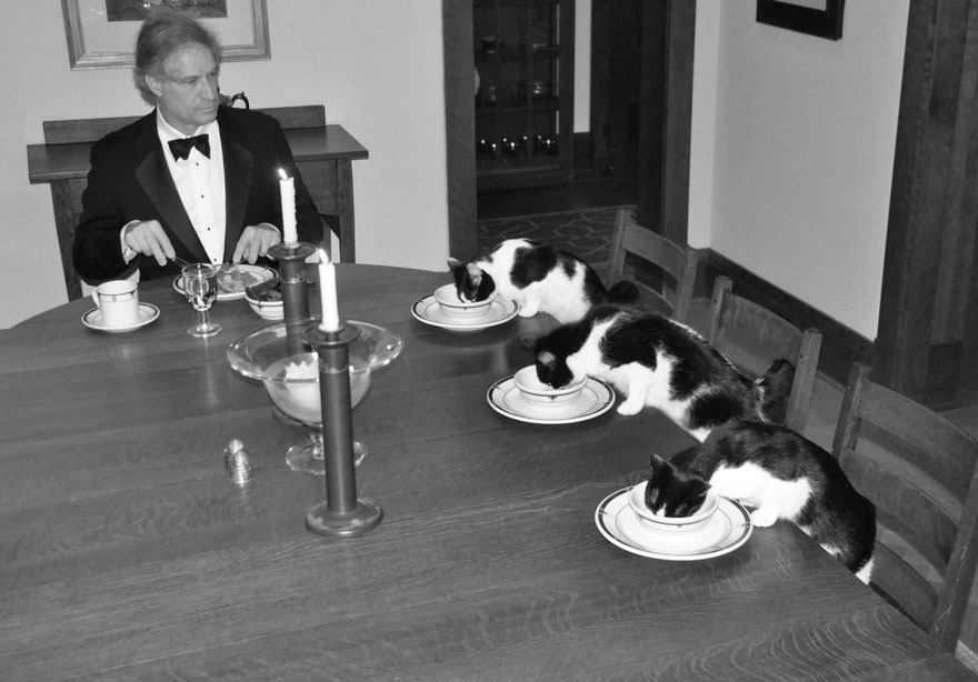 When His Wife Goes On Vacation, This Man Has Secret Fancy Dinners With His Cats