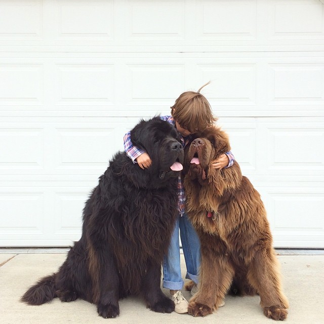 Mom Documents The Friendship Between A Boy, His Two Giant Dogs & A Horse