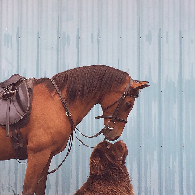 mom-photographs-son-dogs-horse-friendship-stasha-becker-julian-61