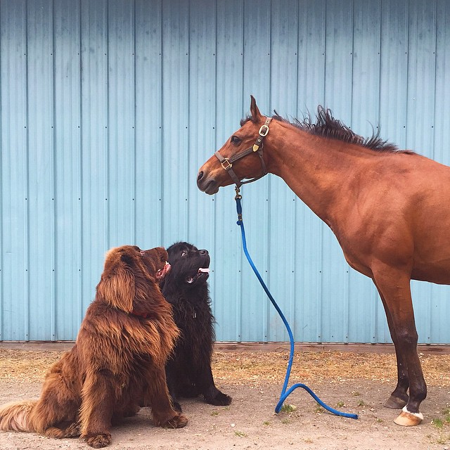 Esta madre documenta la amistad entre su hijo, 2 perros gigantes y un caballo