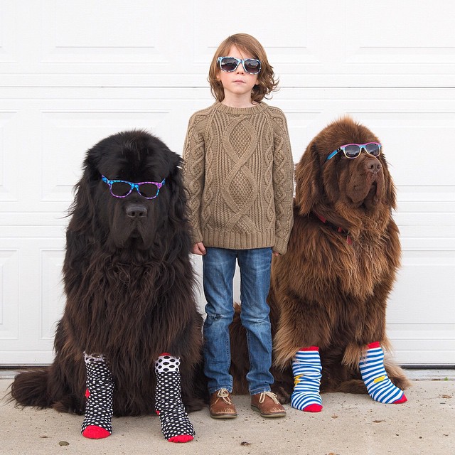 Mom Documents The Friendship Between A Boy, His Two Giant Dogs & A Horse