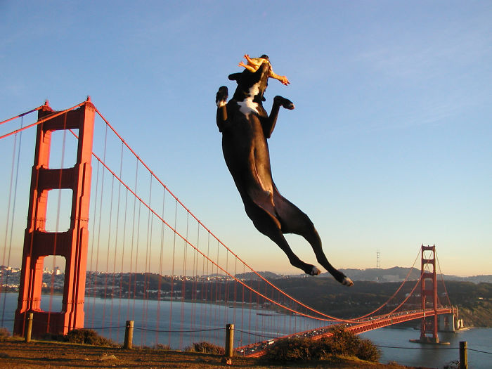 Giant Dog Terrorizing San Fransisco