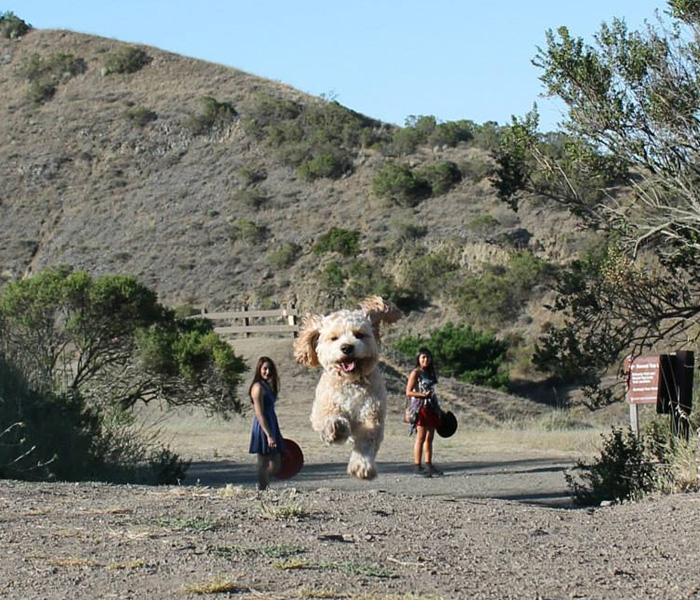43 Perfectly Timed Photos That Turn Dogs Into Giants