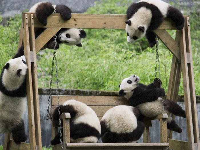 Panda "Daycare" Exists And Is Most Adorable Place On Earth