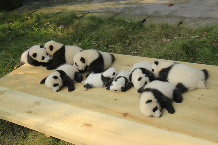 panda-daycare-nursery-chengdu-research-base-breeding-12