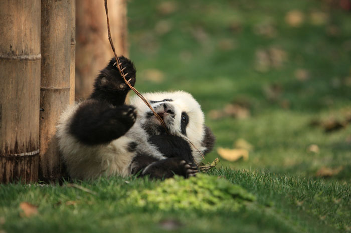 panda-daycare-nursery-chengdu-research-base-breeding-18