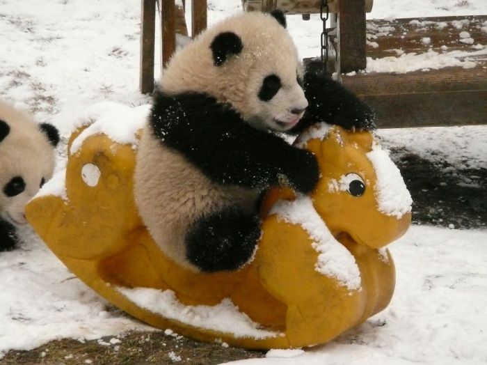 Panda "Daycare" Exists And Is Most Adorable Place On Earth