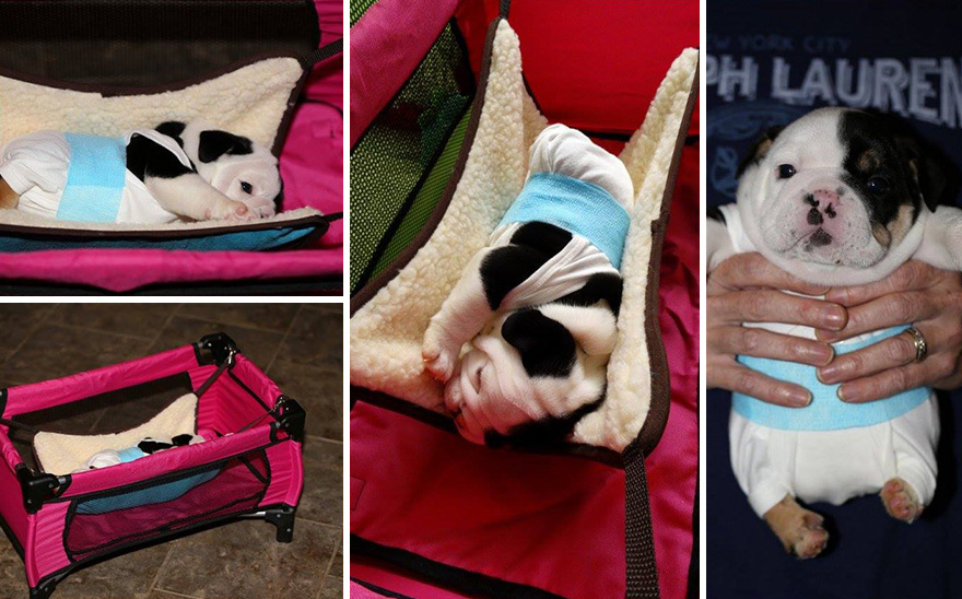 Half A Dog, Twice The Love: Rescued Puppy Born With 2 Legs Needs Your Help