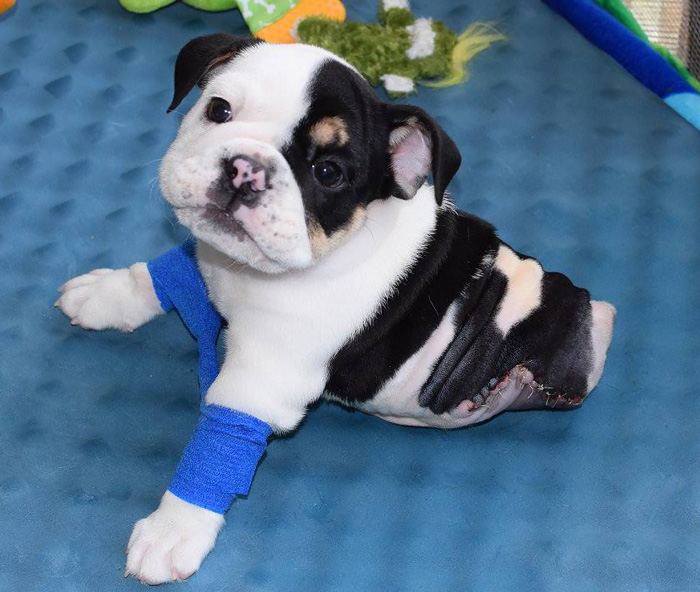 Half A Dog, Twice The Love: Rescued Puppy Born With 2 Legs Needs Your Help