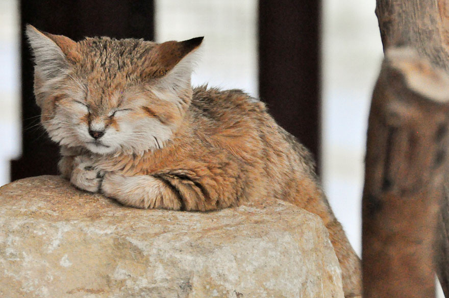 Sand Cats: Where The Adults Are Kittens And The Kittens Are Also Kittens