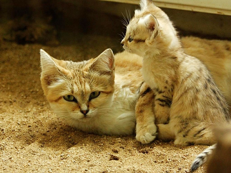 sand-cats-kittens-forever-14