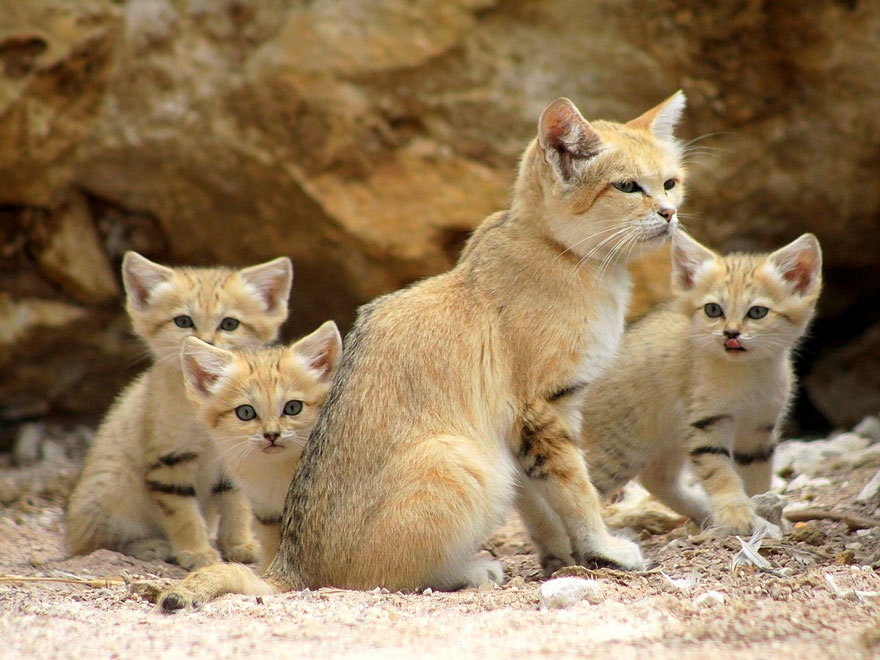 sand-cats-kittens-forever-15