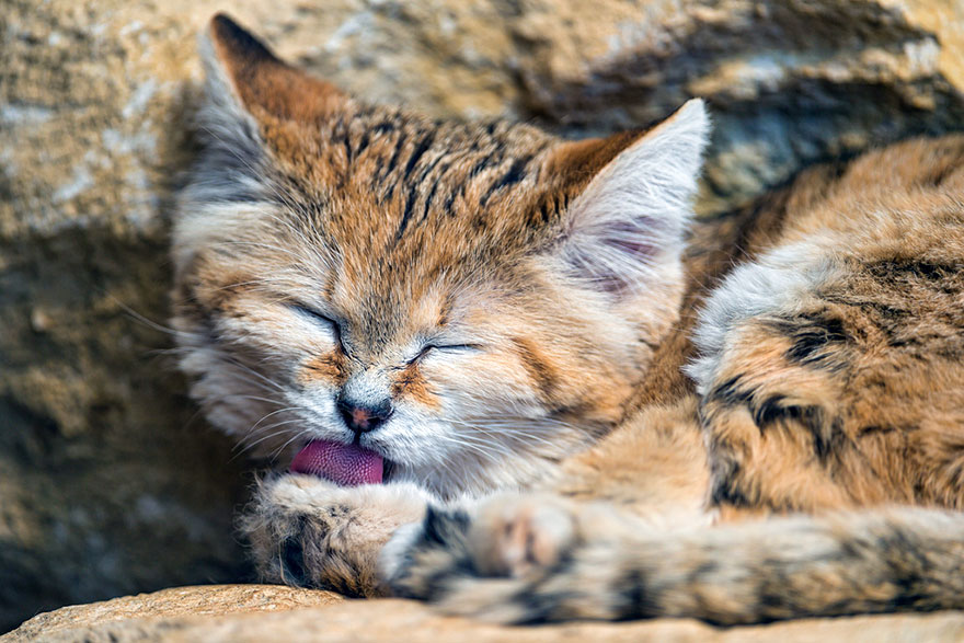 sand cats kittens forever 3 880