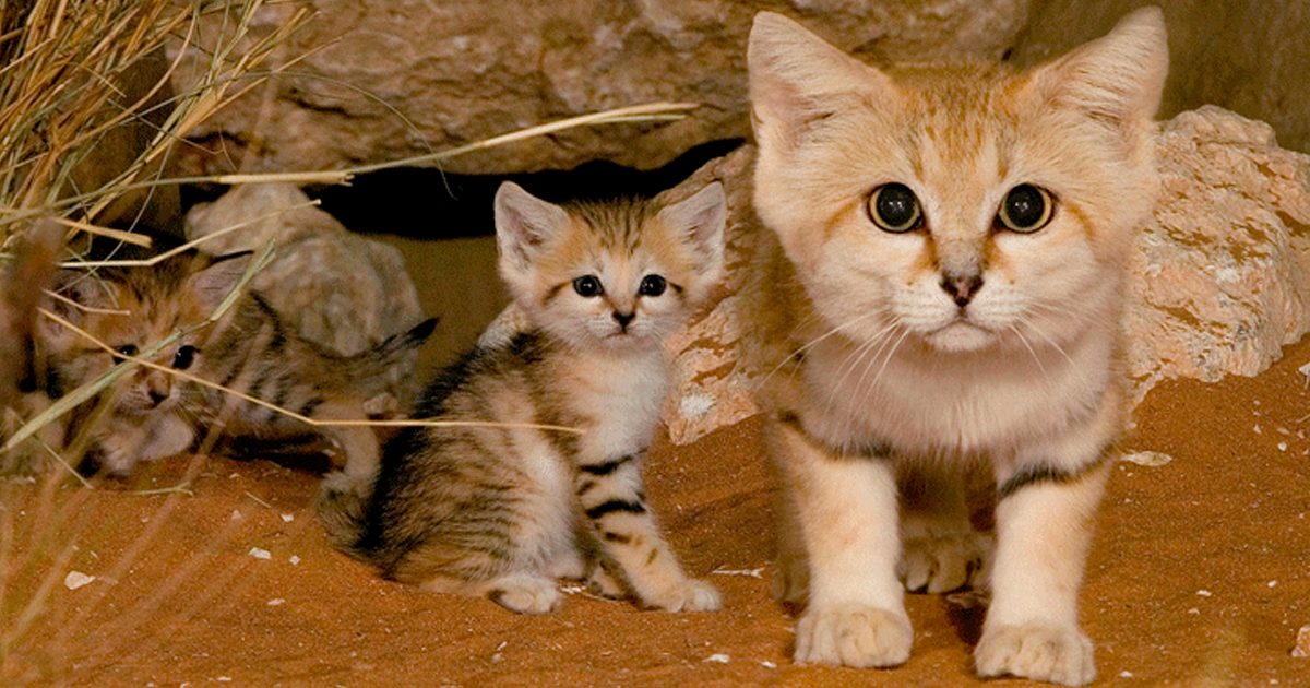 sand cats kittens forever fb