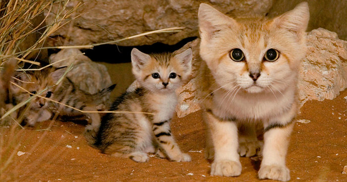 sand-cats-kittens-forever-fb__700.jpg