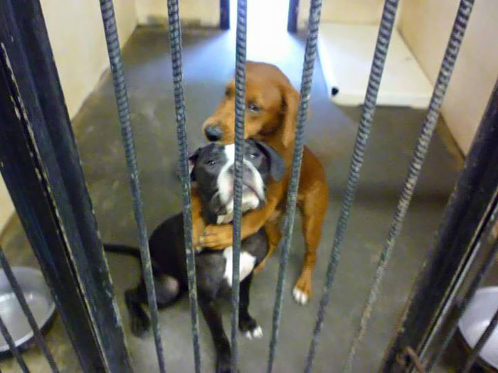 shelter-dogs-hug-photo-viral-save-life-euthanasia-kala-keira-angels-among-us-4