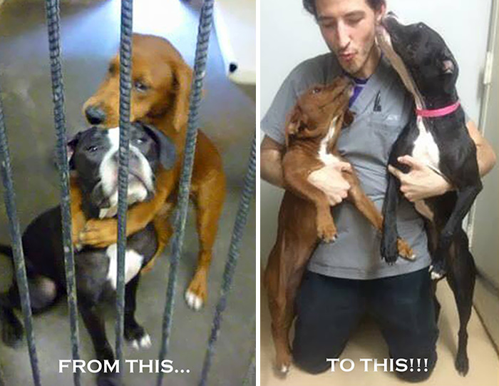 Shelter Dog Hugs Her Friend Hours Before Euthanasia And Saves Their Lives