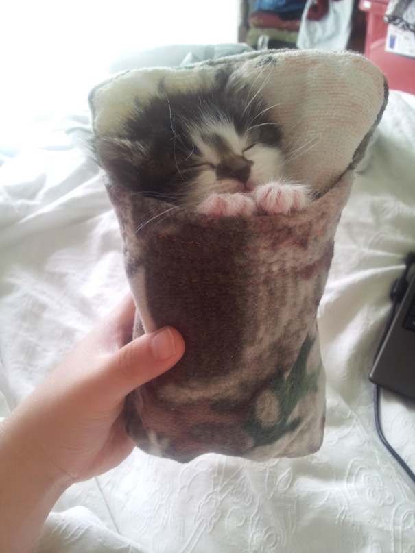 My Girlfriend Made A Sleeping Bag For Our 2 Week Old Foster Kitty
