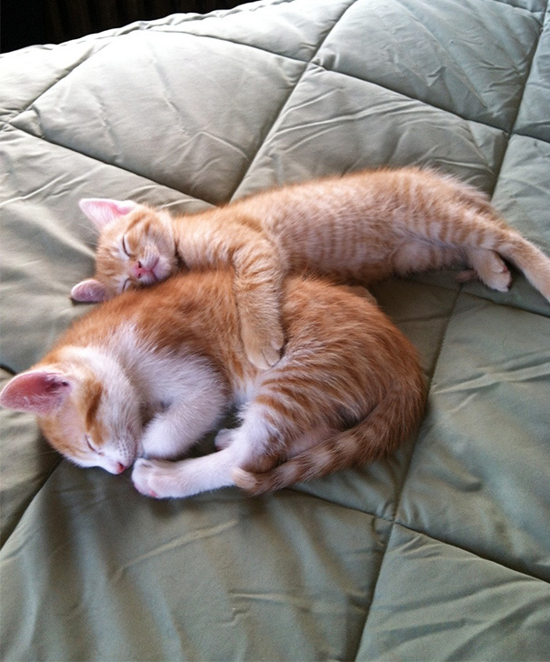 Tiny Kitty Is The Big Spoon