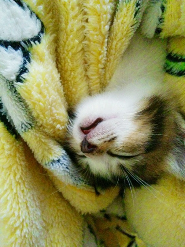 Kitty Was Crying Even After Bottle-fed. Wrapped And Rocked Him In A Blankie