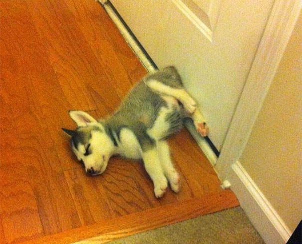 Sleeping In Front Of The Door