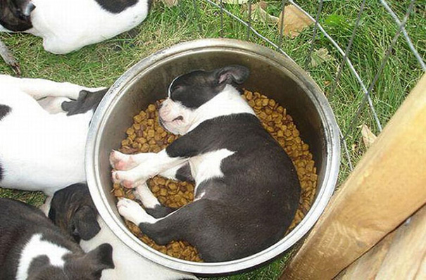 Puppy Is Sleeping In A Bowl