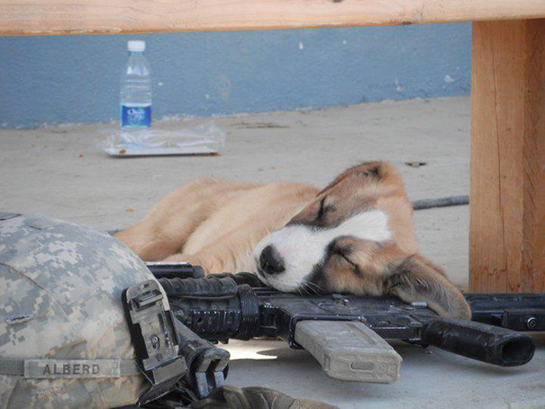 Puppy Sleeping On An M4