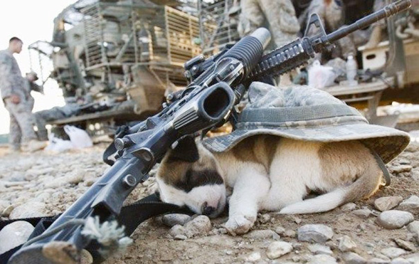 Puppy Sleeping In Baquba, Iraq