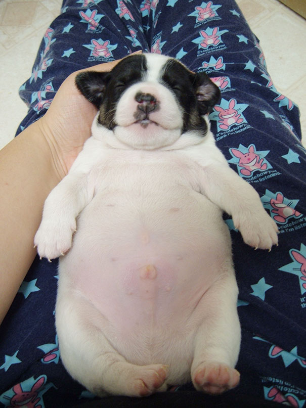 Fat Puppy Sleeping