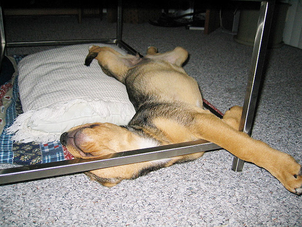 Nande Used To Love Sleeping Under The Coffee Table Until She Could No Longer Fit