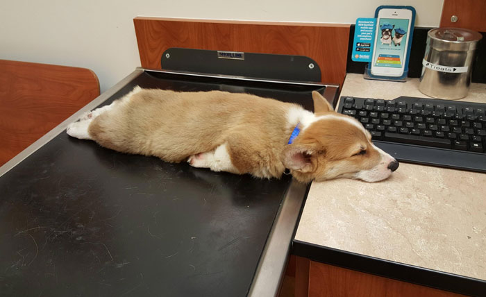 142 Puppies That Can Sleep Anywhere And Anytime