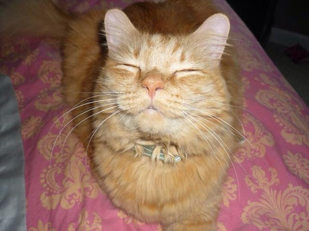 My Cat Is A Smiling Fool