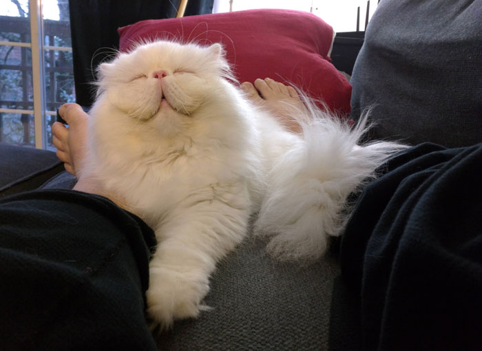 95 Of The Smiliest Cats On The Internet
