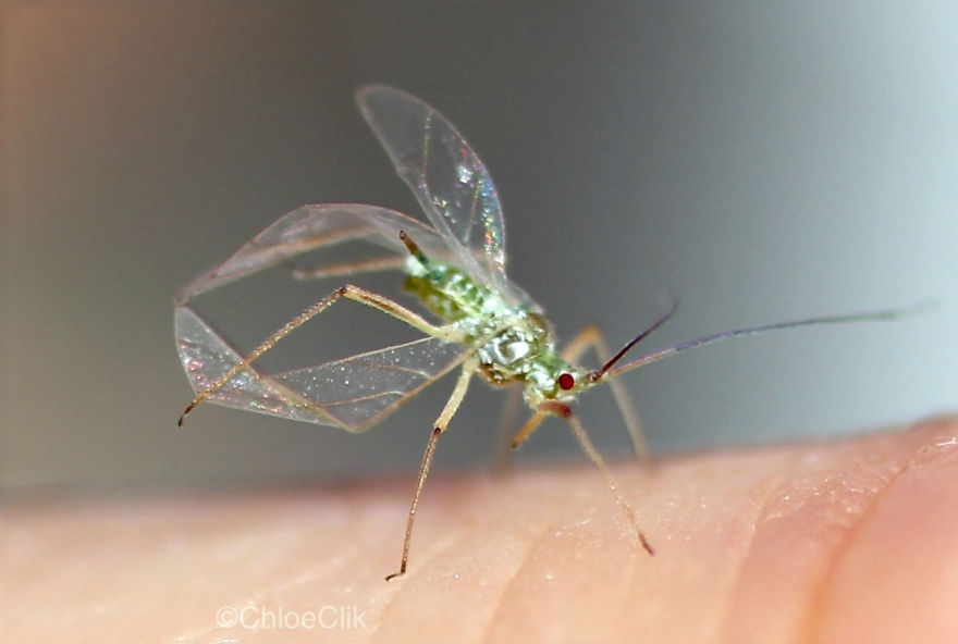 I Photographed An Acrobatic Aphid