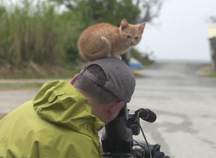 Stray Kitten Befriends Famous Wildlife Photographer By Using Irresistible Cat Tricks