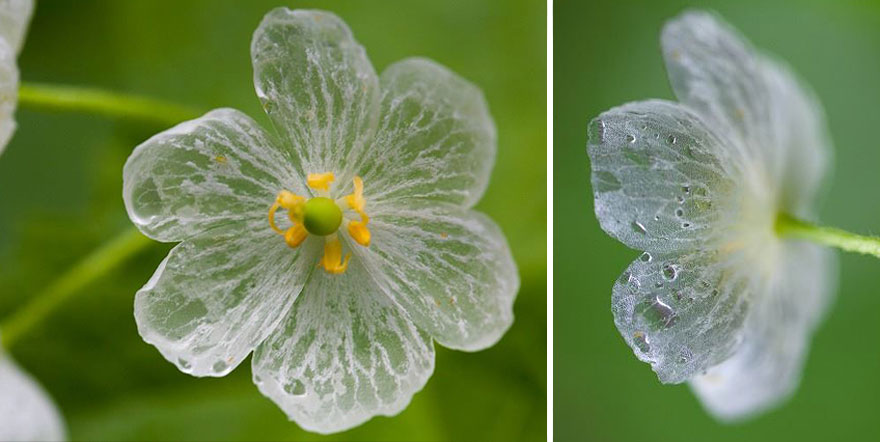 "Skeleton Flowers" Become Transparent When It Rains