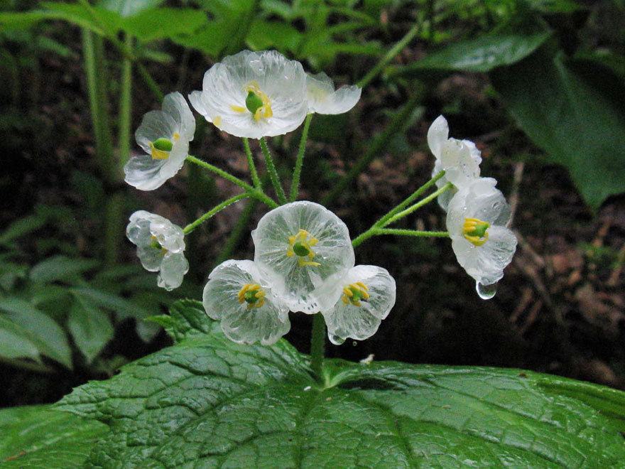 "Skeleton Flowers" Become Transparent When It Rains