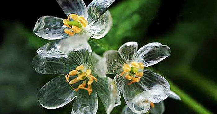 transparent-skeleton-flowers-in-rain-diphylleia-grayi-fb__700.jpg
