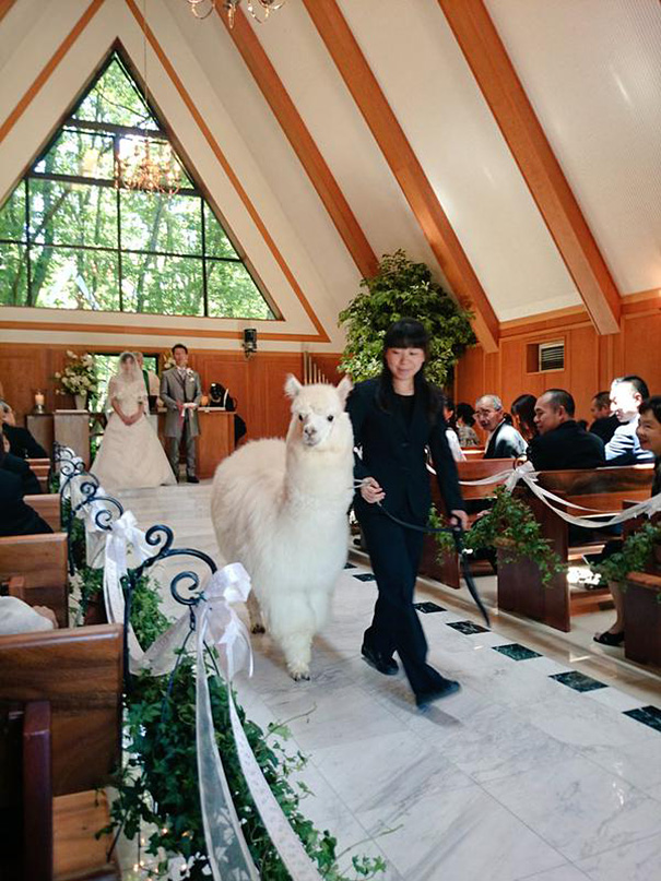 This Wedding Hall In Japan Will Loan You An Alpaca To Act As The Witness At Your Wedding
