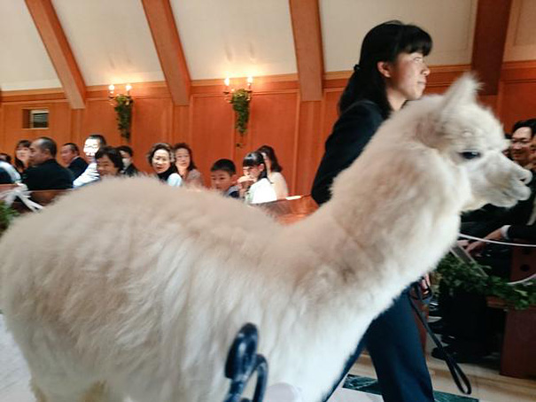 This Wedding Hall In Japan Will Loan You An Alpaca To Act As The Witness At Your Wedding