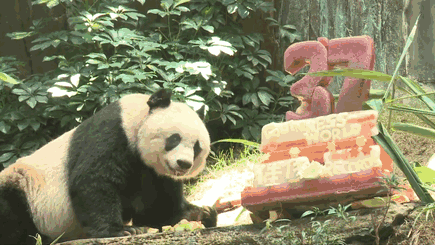 worlds-olderst-panda-celebrates-37th-birthday-10
