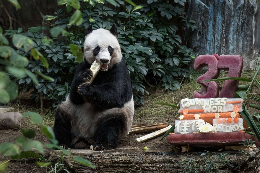 World’s Oldest Panda Celebrates 37th Birthday And Sets Guinness World Record