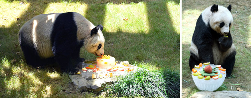 World’s Oldest Panda Celebrates 37th Birthday And Sets Guinness World Record