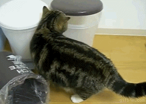 17 Moments When Trash Made Us Laugh (Cats And Otters Involved)