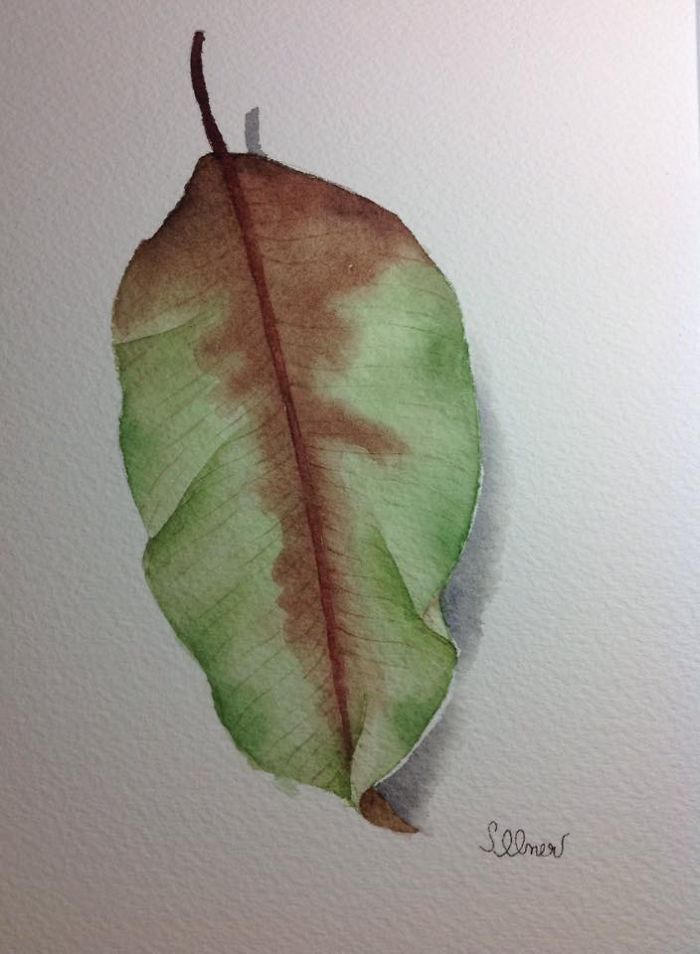 The Amazing World Of Leafs In Watercolor