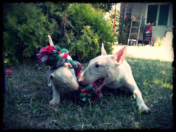 Bull Terrier Mommy Playing With Her Daughter..