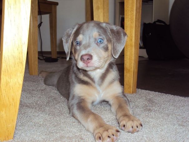 Small brown puppy with blue eyes laying below the table 