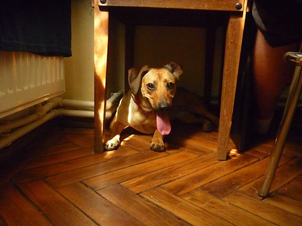 Brown dog laying under a chair with his tongue out 
