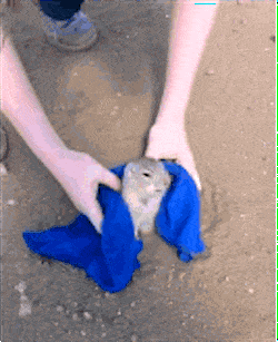 10 Heart-warming Gifs Of Humans Rescuing Animals That Will Restore Your Faith In Humanity